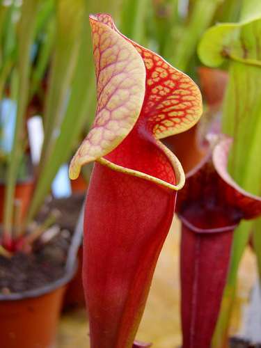 Sarracenia alata purple throat red outside Pale pitcher plant seeds