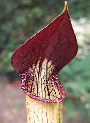 Sarracenia alata red lid DeSoto Pale pitcher plant seeds