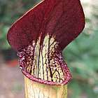 Sarracenia alata red lid DeSoto Kannenpflanze ? fleischfressende Pflanze Samen