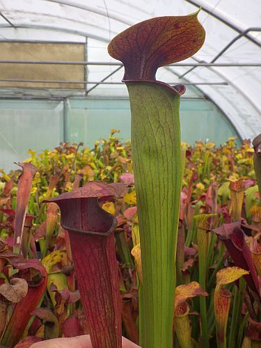 Sarracenia alata red throat heavy veined pitcher plant clone red throat heavy veined seeds