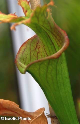 Sarracenia areolata Sarracena seeds