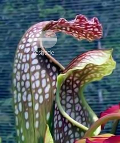 Sarracenia excellens purple pitcher plant seeds