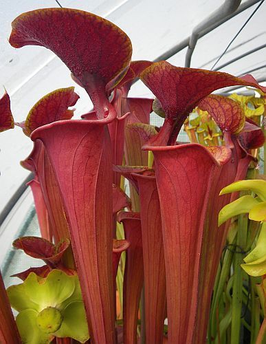 Sarracenia flava var. atropurpurea Mk F27C pitcher plant clone purple throat green outside seeds