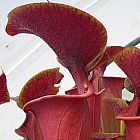 Sarracenia flava var. atropurpurea Mk F27C sarrac?nie cultivar atropurpurea Mk F27C graines