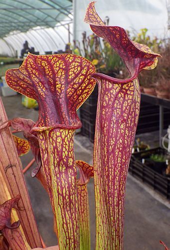 Sarracenia flava var. ornata Superornata pitcher plant clone ornata Superornata seeds