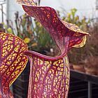 Sarracenia flava var. ornata Superornata, Schlauchpflanze Saatgut