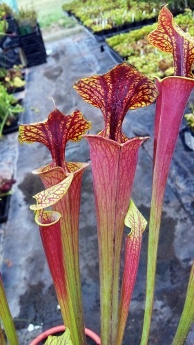 Sarracenia flava var. rubricorpora Chris Heath pitcher plant cultivar rubricorpora Chris Heath seeds