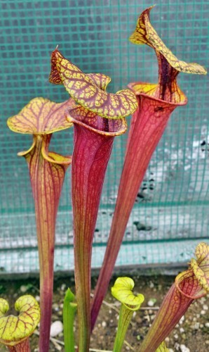 Sarracenia flava var. rubricorpora Claret MK25C pitcher plant cultivar rubricorpora Claret MK25C seeds