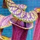 Sarracenia flava var. rubricorpora Claret MK25C  semi