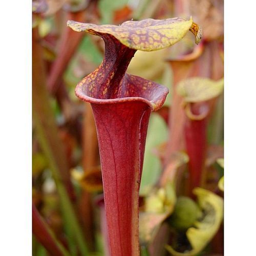 Sarracenia flava var. rubricorpora Milton pitcher plant clone rubricorpora Milton seeds