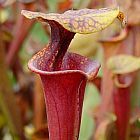 Sarracenia flava var. rubricorpora Milton Schlauchpflanze Kultivar rubricorpora Milton Samen