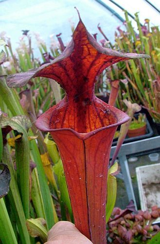 Sarracenia flava var. rubricorpora RCP1 pitcher plant clone rubricorpora RCP1 seeds