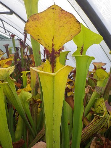 Sarracenia flava var. ruegelii giant pitcher plant clone ruegelii giant seeds