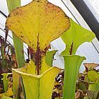 Sarracenia flava var. ruegelii giant