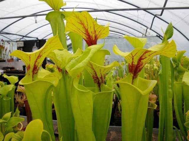 Sarracenia flava var flava yellow pitcher plant seeds