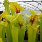 Sarracenia flava var flava sarrac?nie jaune - plante carnivore graines