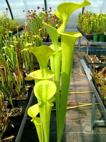 Sarracenia flava var maxima yellow pitcher plant seeds