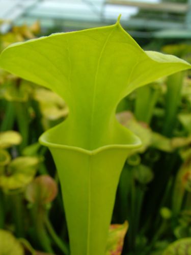 Sarracenia flava var maxima NC Green pitcher plant seeds