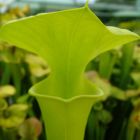 Sarracenia flava var maxima NC  semi