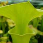 Sarracenia flava var maxima gelbe Schlauchpflanze Samen