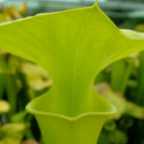 Sarracenia flava var maxima sarrac?nie jaune - plante carnivore graines