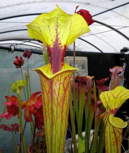 Sarracenia flava var rubricorpora F3 yellow pitcher plant seeds