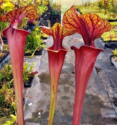 Sarracenia flava var rubricorpora Ornata pitcher plant cultivar rubricorpora Ornata seeds