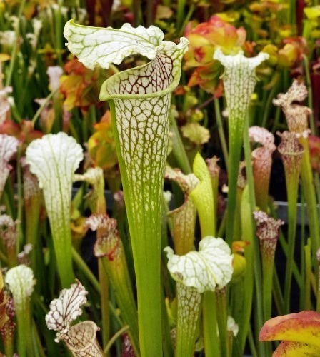 Sarracenia leucophylla Citronelle pitcher plant cultivar Citronelle seeds