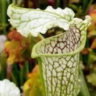 Sarracenia leucophylla Citronelle  semi