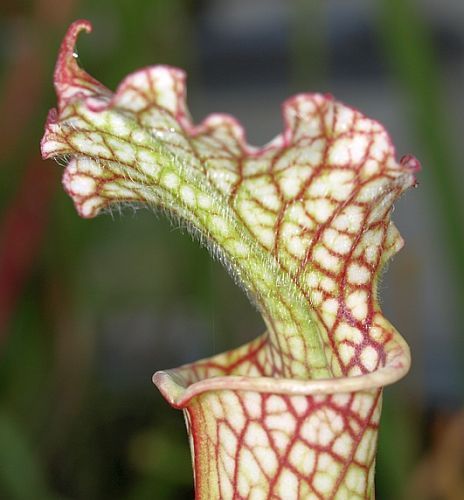 Sarracenia leucophylla Insektenfang pitcher plant clone Insektenfang seeds