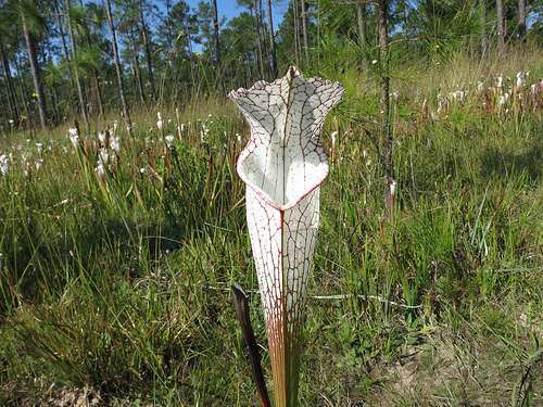 Sarracenia leucophylla MK L20A Baldwin Co. white pitcher plant seeds