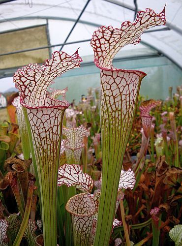 Sarracenia leucophylla Pubescens pitcher plant clone Pubescens seeds