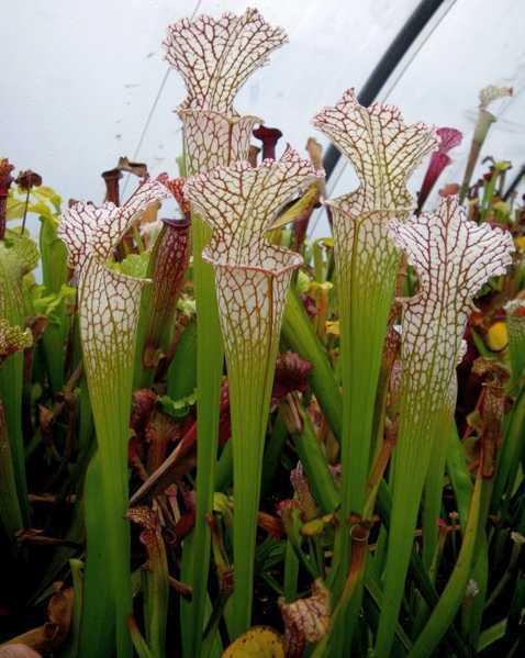 Sarracenia leucophylla Typical Form white pitcher plant seeds