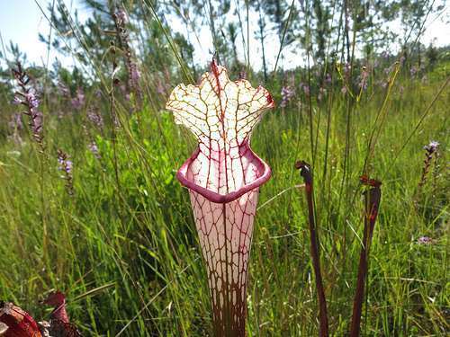 Sarracenia leucophylla red mouth white pitcher plant seeds