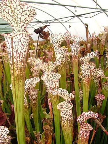 Sarracenia leucophylla typical white pitcher plant seeds