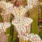 Sarracenia leucophylla typical  semillas