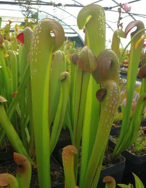 Sarracenia minor var okefenokeensis hooded pitcher plant seeds
