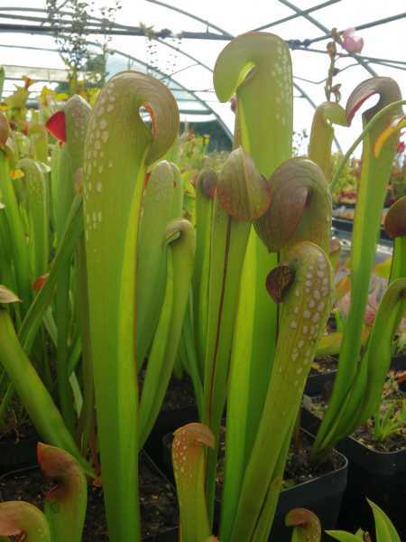 Sarracenia minor var okefenokeensis giant hooded pitcher plant seeds
