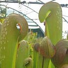 Sarracenia minor var okefenokeensis giant capuchon sarrac?nie - plante carnivore graines