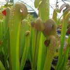 Sarracenia minor var okefenokeensis Sarracena, Planta de jarra Norteamericana, Plantas trompeta, Cuerno de caza semillas