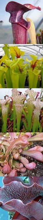 Sarracenia mix pitcher plant mix seeds