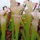 Sarracenia mix Sarracena, Planta de jarra Norteamericana, Plantas trompeta, Cuerno de caza semillas