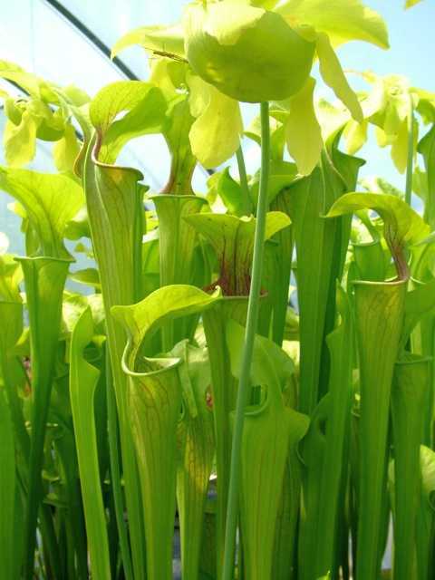 Sarracenia oreophila green pitcher plant seeds