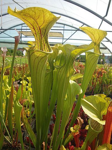 Sarracenia oreophila BG Prag pitcher plant clone BG Prag seeds