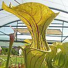 Sarracenia oreophila BG Prag  cемян