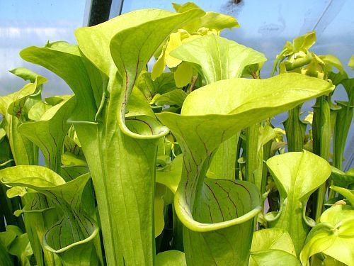 Sarracenia oreophila Giant pitcher plant clone giant seeds
