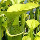 Sarracenia oreophila Giant Pianta carnivora semi