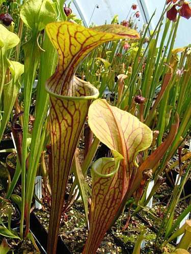 Sarracenia oreophila heavy veined Green Pitcher Plant seeds