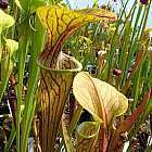 Sarracenia oreophila heavy veined  semillas