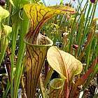 Sarracenia oreophila heavy veined gruene Kannenpflanze ? fleischfressende Pflanze Samen